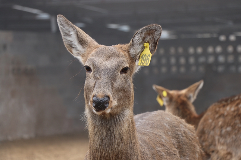 梨樹鎮上小河村梅花鹿養殖基地。劉娟攝