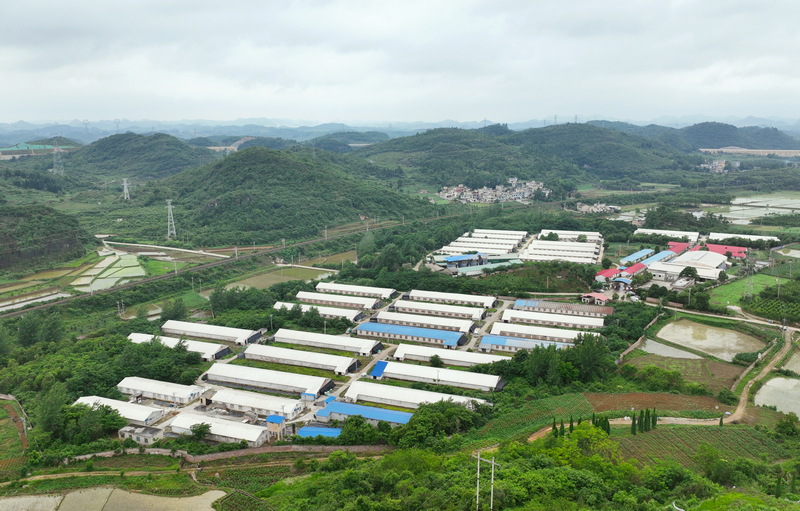 清鎮(zhèn)溫氏畜牧有限公司種雞場(chǎng)與孵化廠。代勝強(qiáng)攝