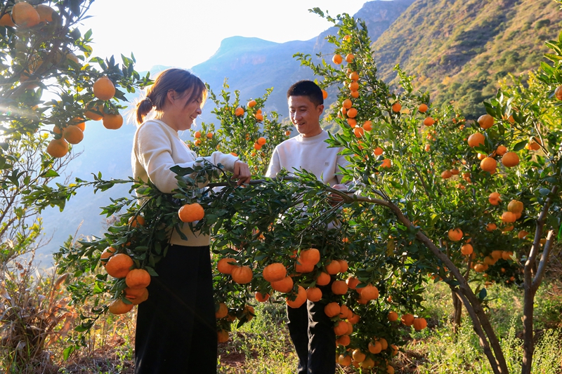 游客在采摘橘子。