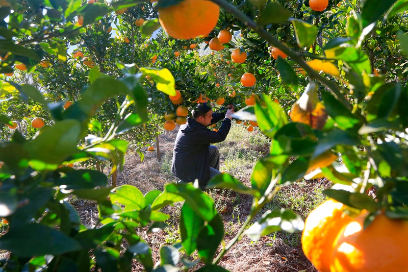 游客在采摘橘子。