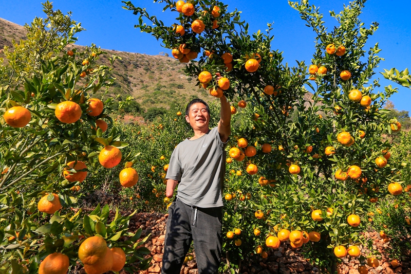 陳貴山在采摘橘子。
