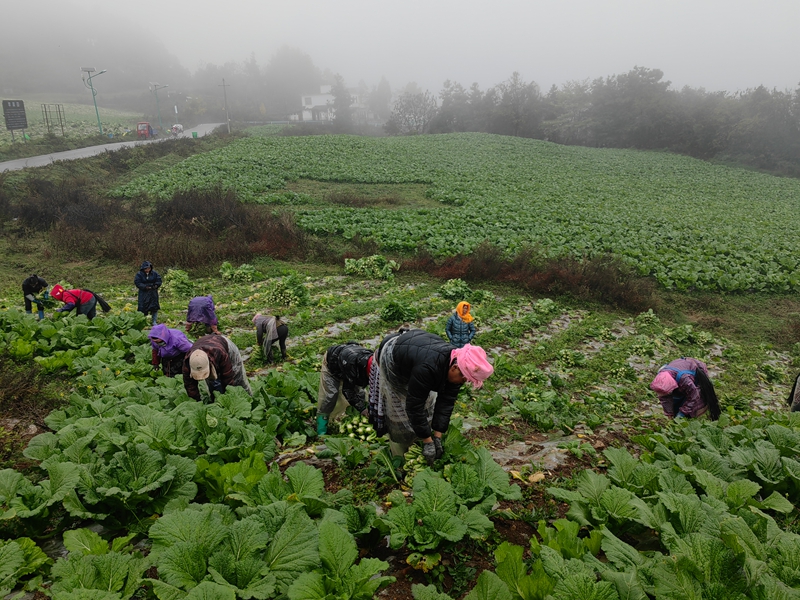 群眾收割蔬菜。