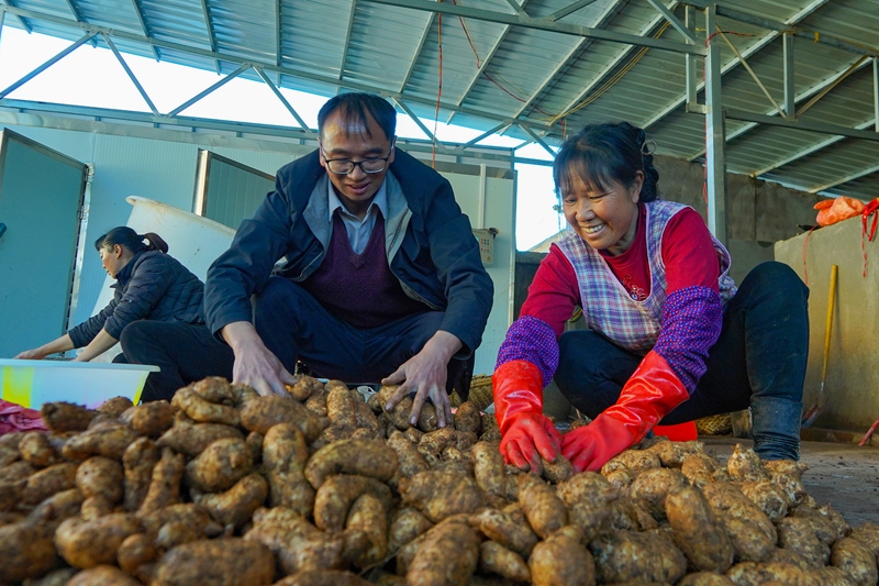 12月19日，在威寧自治縣哲覺鎮天麻加工基地，務工群眾和種植大戶在分揀剛采收的天麻。卯升林攝