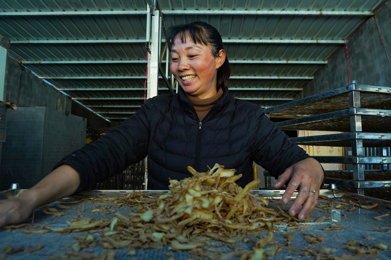 12月19日，在威寧自治縣哲覺鎮天麻加工基地，務工群眾在收集剛烘烤好的天麻片。卯升林攝