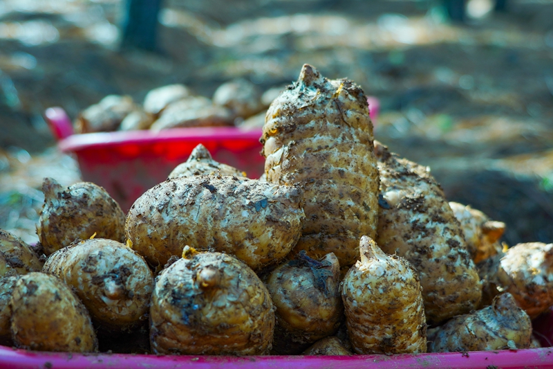 12月19日，在威寧自治縣哲覺鎮大橋村林下天麻種植基地，剛采收的天麻個頭飽滿。卯升林攝
