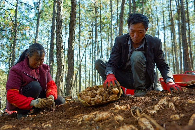 12月19日，在威寧自治縣哲覺鎮公平村林下天麻種植基地，務工群眾在采收天麻。卯升林攝