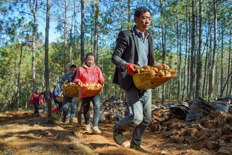 12月19日，在威寧自治縣哲覺鎮公平村林下天麻種植基地，務工群眾在轉運剛采收的天麻。趙慶能攝