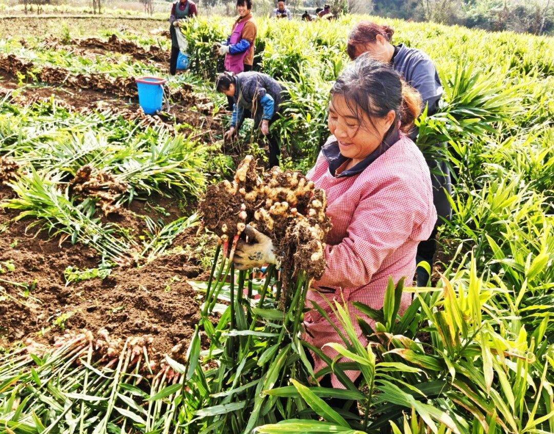 “二黃姜”如何種出好“豐”景。