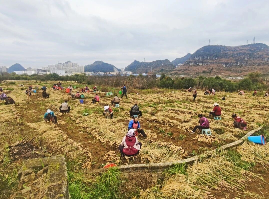 “二黃姜”如何種出好“豐”景。