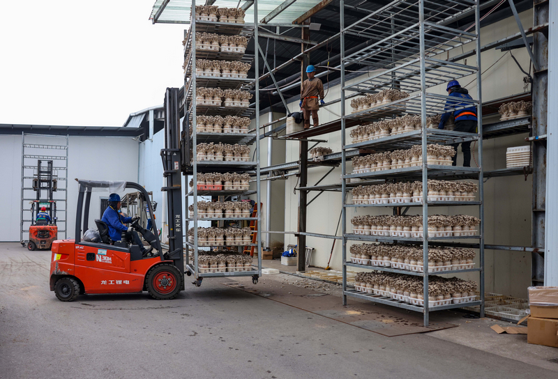 2025年12月22日，貴州省銅仁市玉屏侗族自治縣一家食用菌生產企業，工人在調運鹿茸菇。