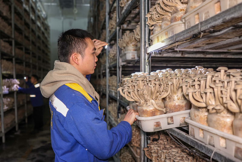 2025年12月22日，貴州省銅仁市玉屏侗族自治縣一家食用菌生產(chǎn)企業(yè)，工人在檢查即將采收的鹿茸菇生產(chǎn)情況。