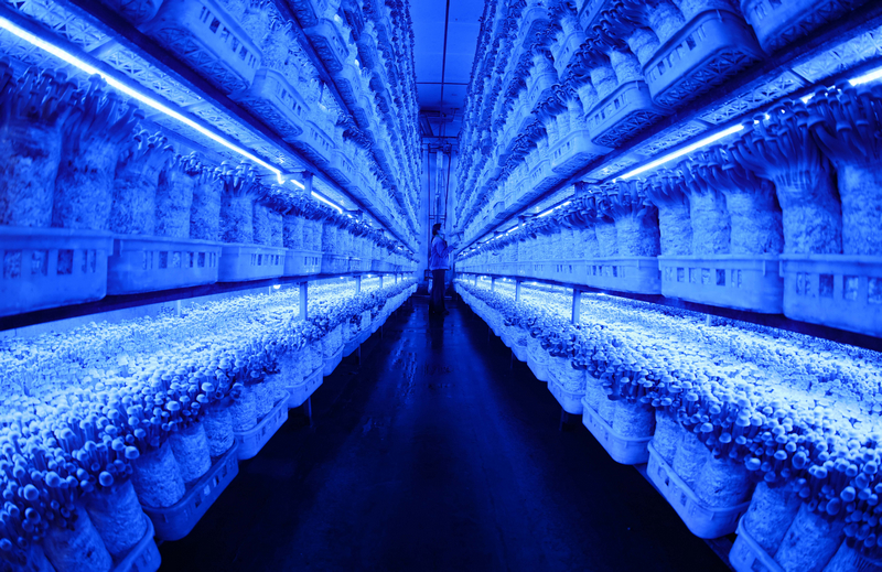 2025年12月22日，貴州省銅仁市玉屏侗族自治縣一家食用菌生產(chǎn)企業(yè)，工人在檢查即將采收的鹿茸菇生產(chǎn)情況。 