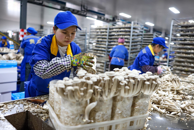 2025年12月22日，貴州省銅仁市玉屏侗族自治縣一家食用菌生產企業，工人在生產車間采收鹿茸菇。