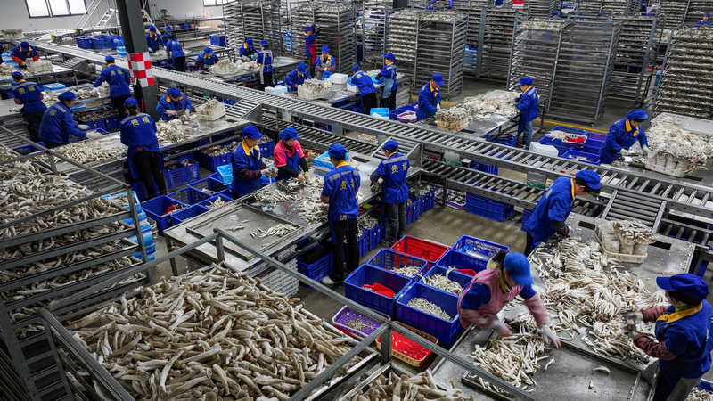 2025年12月22日，貴州省銅仁市玉屏侗族自治縣一家食用菌生產企業，工人在調運鹿茸菇。