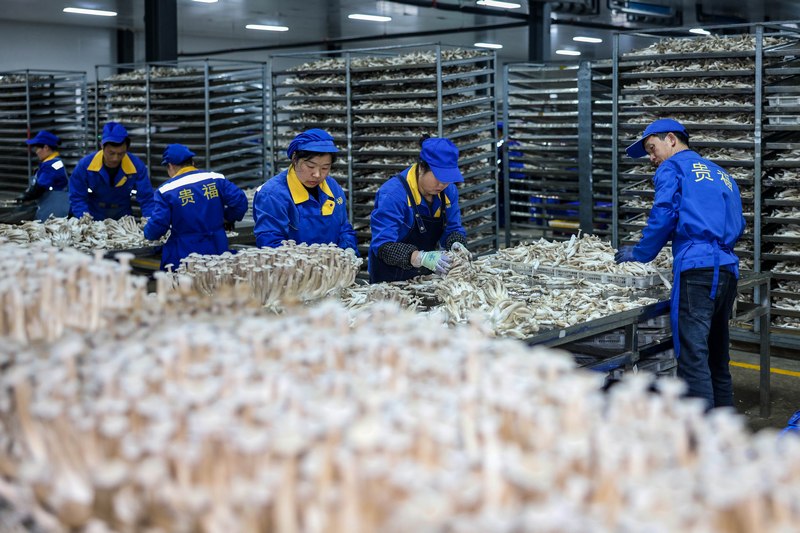 2025年12月22日，貴州省銅仁市玉屏侗族自治縣一家食用菌生產企業，工人在生產車間采收鹿茸菇。
