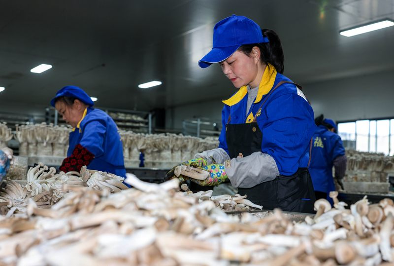 2025年12月22日，貴州省銅仁市玉屏侗族自治縣一家食用菌生產企業，工人在生產車間采收鹿茸菇。