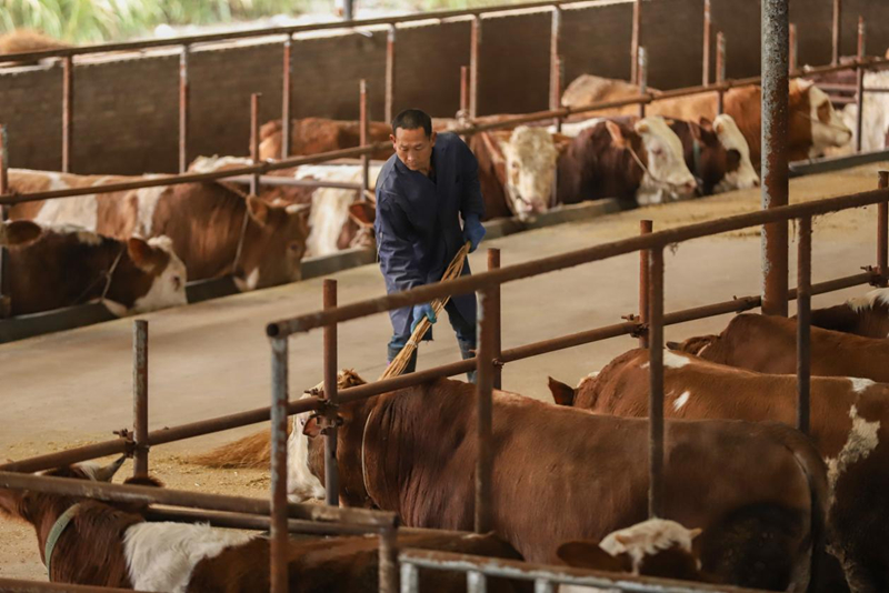 金融活水精準賦能 種養(yǎng)殖產(chǎn)業(yè)煥發(fā)新生機。