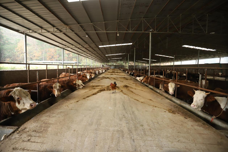 金融活水精準賦能 種養(yǎng)殖產(chǎn)業(yè)煥發(fā)新生機。