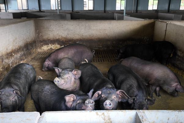 年味搶鮮預訂 ！翁井村黑毛豬開啟全托管認養模式隨著年關臨近，翁井村新推出了黑毛豬全托管認養模式，成為市民餐桌上的“新期待”，也為鄉村振興注入了強勁動力。