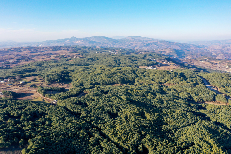 12月19日，威寧自治縣國有沙子坡林場一角。