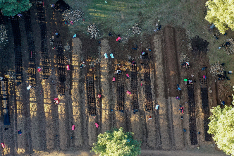 12月19日，在威寧自治縣國有沙子坡林場內，務工群眾分工協(xié)作，忙著開展天麻固定菌床培育工作。
