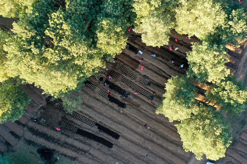 12月19日，在威寧自治縣國有沙子坡林場內，務工群眾分散林間，忙著天麻固定菌床培育工作。