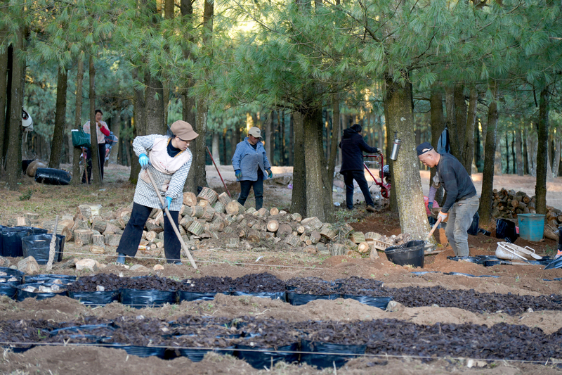 12月19日，在威寧自治縣國有沙子坡林場內，務工群眾正為天麻菌床覆蓋泥土。