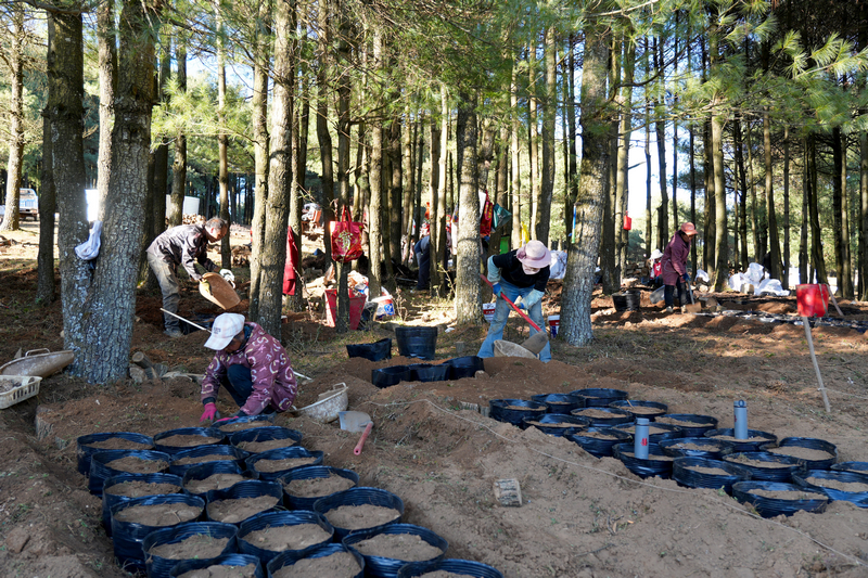 12月19日，在威寧自治縣國有沙子坡林場內，務工群眾正在裝填腐殖土、菌材木、蜜環(huán)菌等基質。