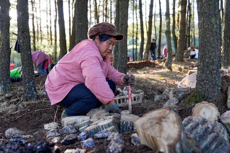 12月19日，在威寧自治縣國有沙子坡林場內，務工群眾正在裝填菌材。