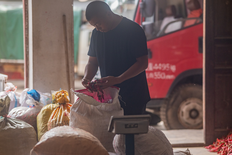 施秉縣白垛鄉(xiāng)石家灣村顏良發(fā)正在查看采摘的辣椒。