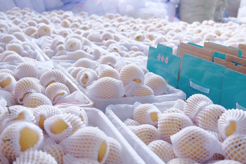 施秉縣白垛鄉黃金脆梨大豐收。