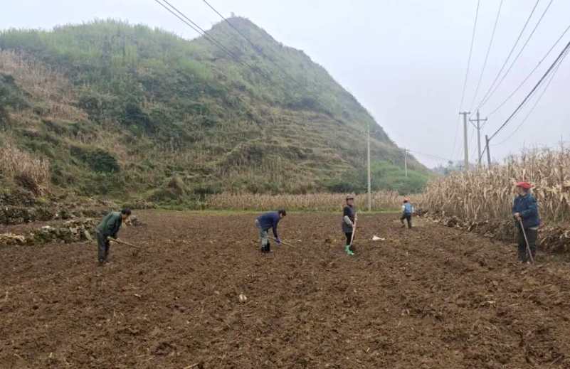 冬小麥播種現場。何梅攝