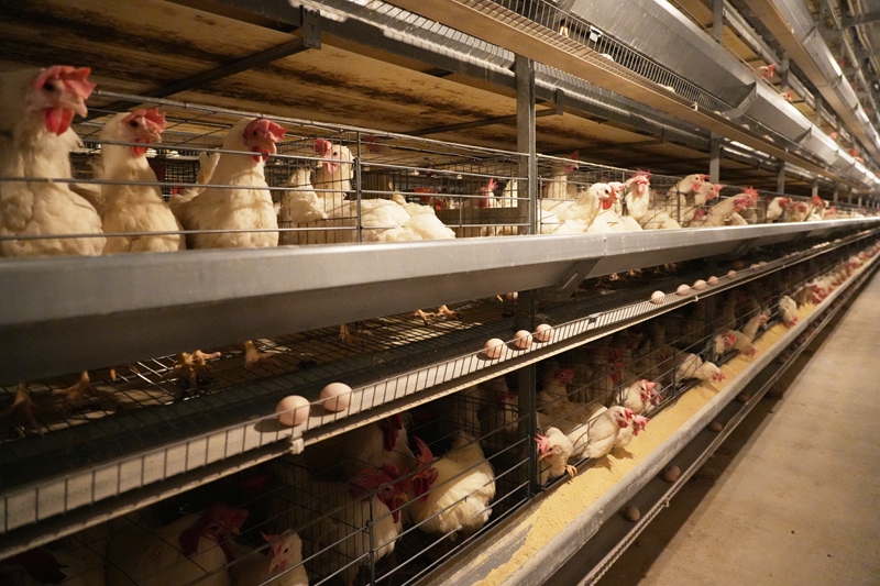 蛋雞養殖場場景（王麗紅 攝影） (2).JPG