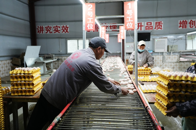 工人正在挑揀雞蛋裝箱（王麗紅 攝影） (3).JPG