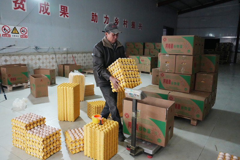 工人正在挑揀雞蛋裝箱（王麗紅 攝影） (2).JPG