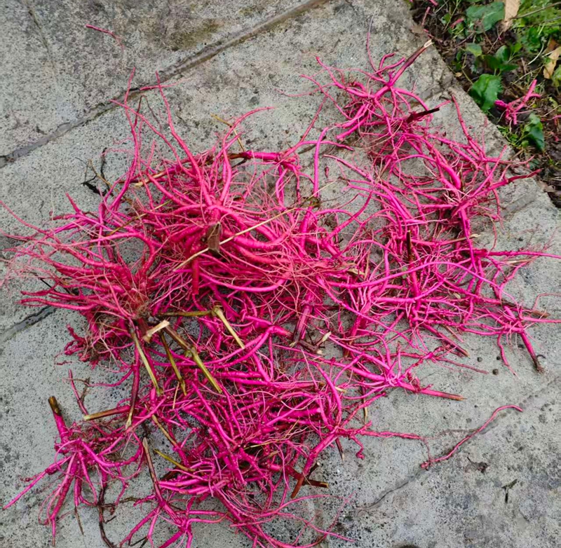 紅牛膝根(王麗紅 攝影) (1).jpg