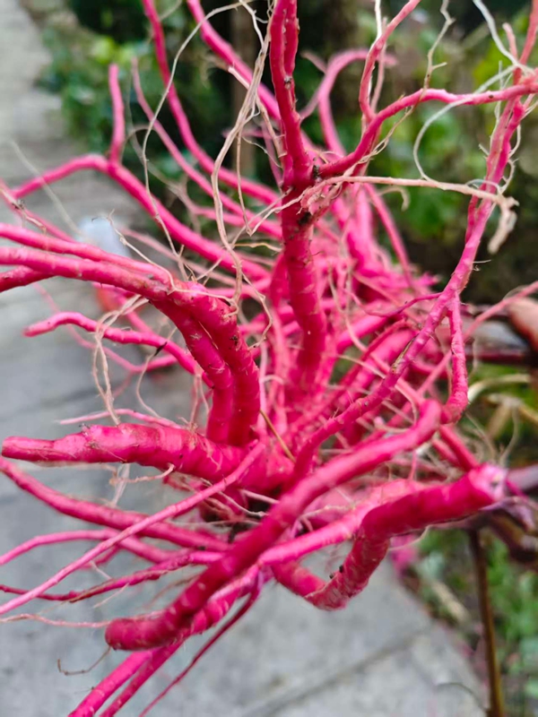 紅牛膝根(王麗紅 攝影) (2).jpg