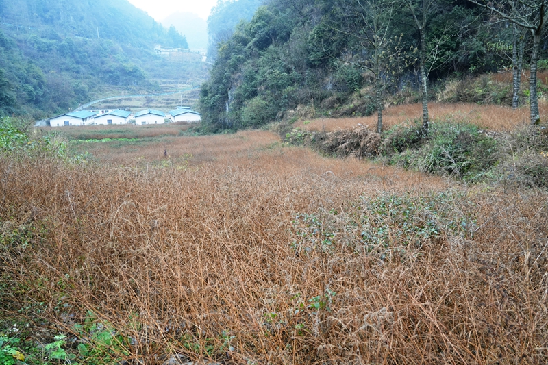初冬的紅牛膝（王麗紅 攝影）.JPG