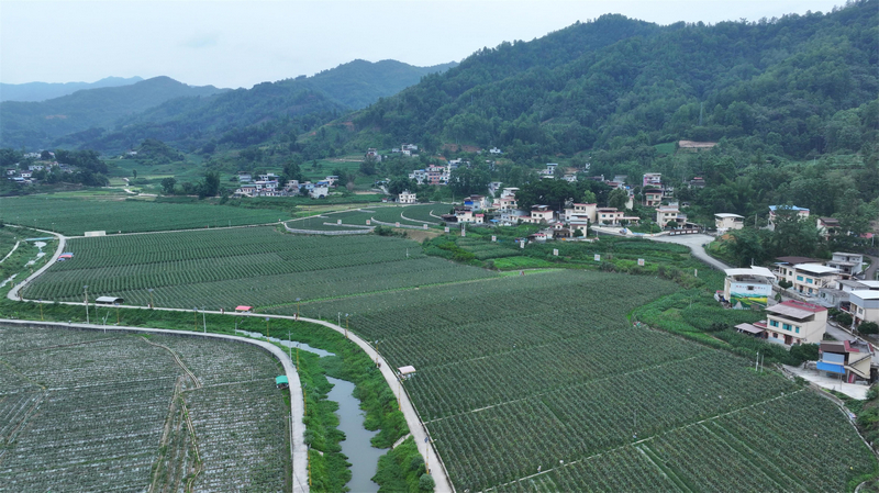 逢亭鎮祥腳村蔬菜種植壩區一角。