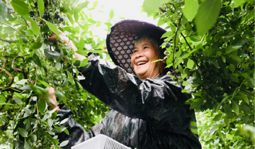 貴州凱里：小藍(lán)莓 甜了群眾富了鄉(xiāng)村從田間到舌尖，從鮮果到深加工產(chǎn)品，這片藍(lán)莓園正描繪著一幅鄉(xiāng)村振興的美麗畫卷。近年來，貴州省凱里市依托藍(lán)莓等農(nóng)文旅......