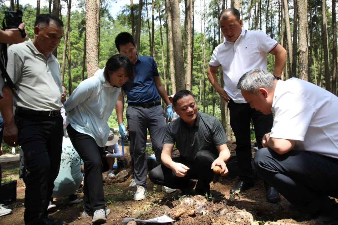 專家團隊在貴州天仁乙農業科技發展有限公司種植基地隨機挑選天麻進行測產。