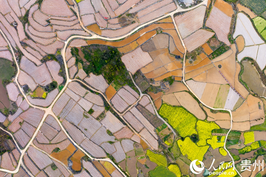 3 2025年3月31日,貴州省福泉市陸坪鎮羅坳村,鄉村道路順著彎曲的地塊延伸,紅色的土地、金黃的油菜花與白色的地膜形成了鮮明的色彩對比,奏響了一曲鄉村振興的樂章。人民網記者 涂敏 攝