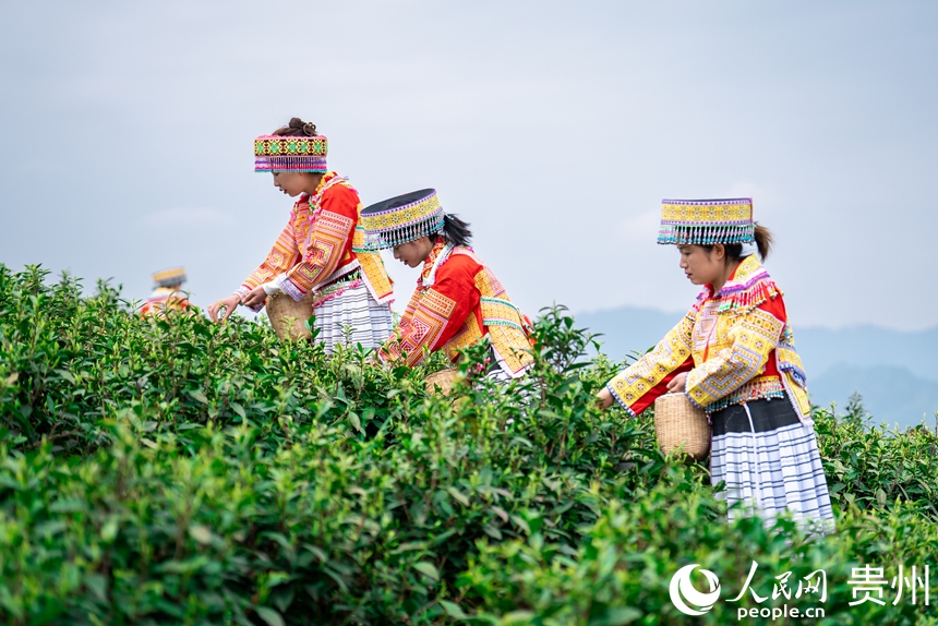 4 2025年4月2日,貴州省貴陽市觀山湖區朱昌鎮高寨村神鵲茶場迎來春茶開采季。近年來,當地堅持“干凈茶”理念,聚焦茶園管理、加工升級、技術培訓、宣傳推介、茶文旅融合等打出茶產業發展組合拳,持續提升茶產業聯農帶農富農綜合效益,助推茶產業高質量發展。人民網記者 涂敏 攝