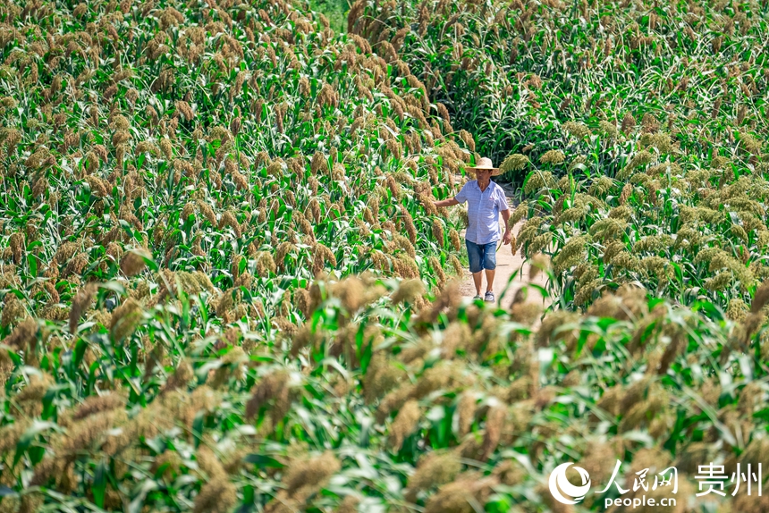 7 2025年7月29日,貴州省仁懷市長崗鎮茅坡村的高糧田內,村民正在查看高粱長勢。曾經的茅坡村近四成土地受石漠化困擾,嚴重制約農業生產發展。2019年,仁懷市全面打響土地整治攻堅戰,持續推進高標準農田建設。茅坡村同步按照“田成方、渠相通、路相連、旱能灌、澇能排”的標準開展整治,零散地塊逐步連片成規模,貧瘠的山坡變成豐產的良田。人民網記者 涂敏 攝