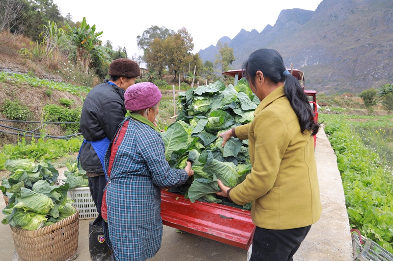 村民正在搬運牛心菜.jpg