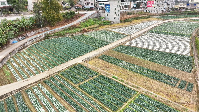 興隆村牛心菜種植基地一角.jpg