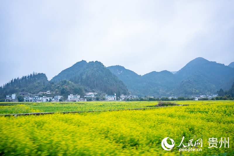 5、萬峰林景區(qū)油菜花開。人民網(wǎng)記者  涂敏 攝.jpg