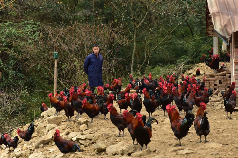 6-張美榮和他養(yǎng)殖的“血毛土雞”。（姜澤光 攝）