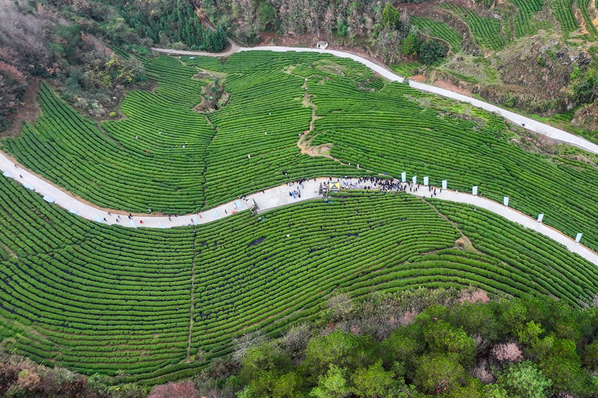 航拍全國早茶大會暨2026年“貴州綠茶”第一采石阡分會場現場。王超攝