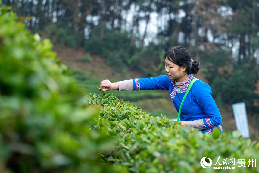 活動現場，身著民族服飾的采茶女在茶園內采茶。人民網記者 涂敏攝